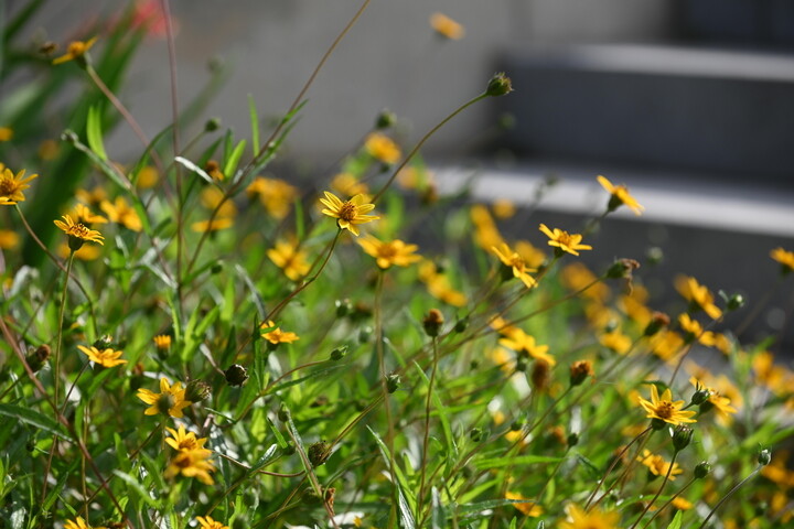 Native yellow flowers landscape