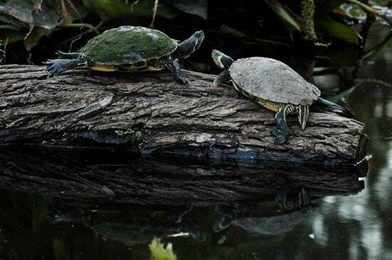 Turtles at the turtle pond