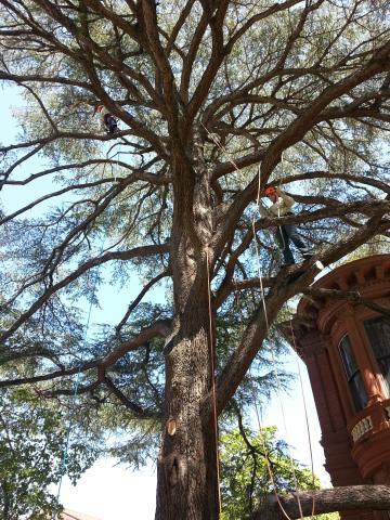 Arborists-climb-Deodar-Cedar