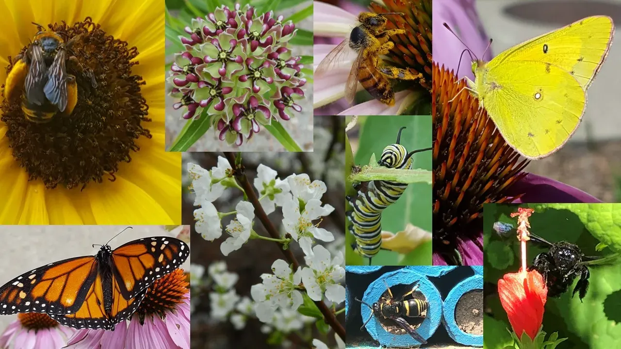 Pollinator program photo collage