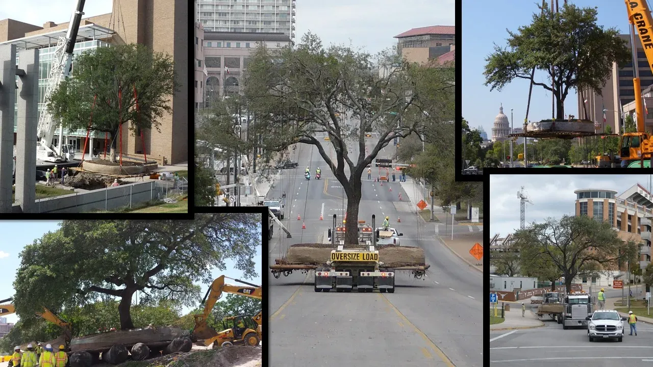 tree transplant collage