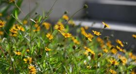 Native yellow flowers landscape