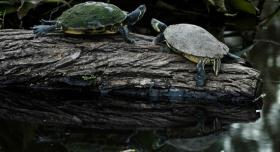 Turtles at the turtle pond