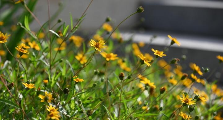 Native yellow flowers landscape