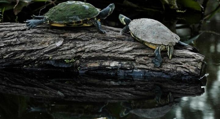 Turtles at the turtle pond