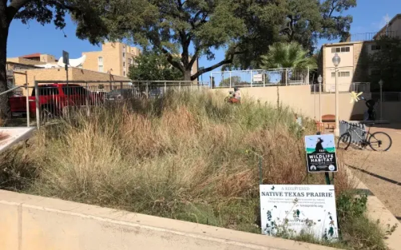 Half-Pint Prairie Pollinator