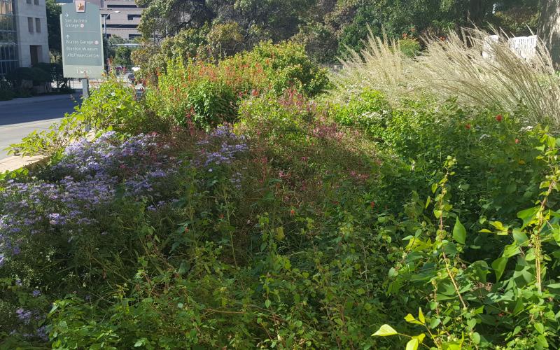 TSC Pollinator Garden