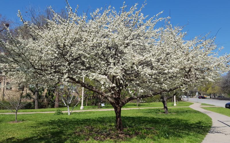 UT Orchard & Pollinator Garden